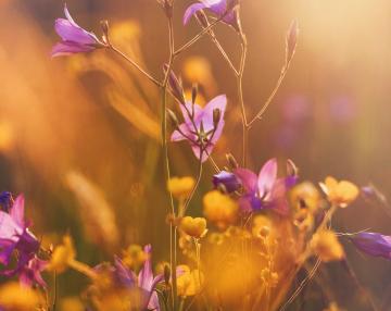 Fiori