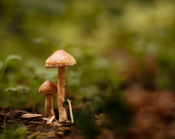 Funghi